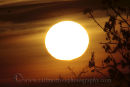 The evening Sun.